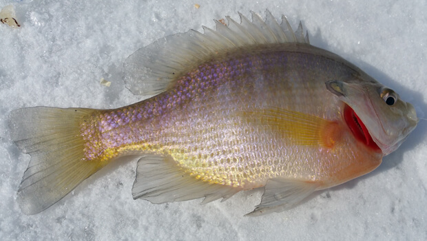 Catch panfish cold days