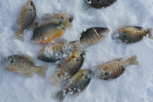Catch panfish through the ice