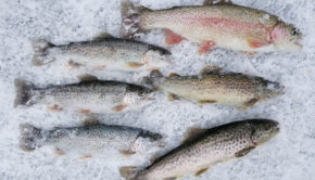 catch trout ice fishing