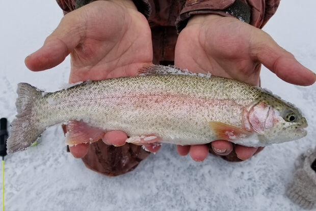 how to catch trout ice fishing