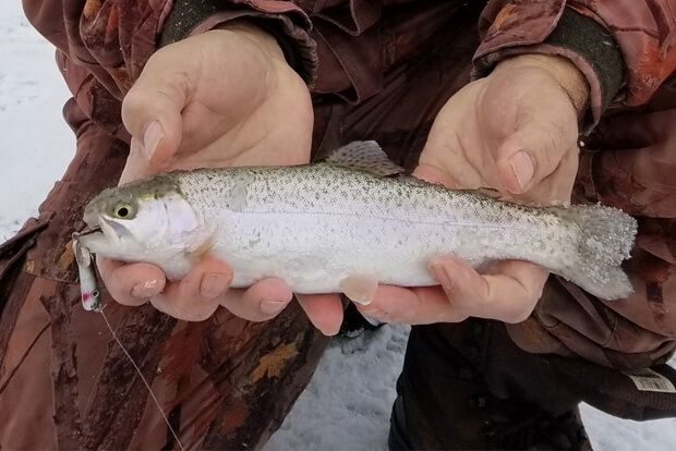 rainbow trout on VMC tumbler spoon