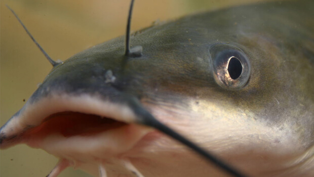 beautiful channel catfish face